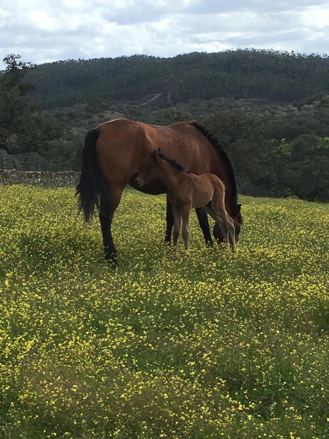 Casa Rural Monterrey Aroche Dış mekan fotoğraf